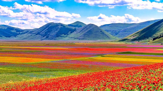 Fioritura Castelluccio di Norcia 2025: strade aperte senza navetta